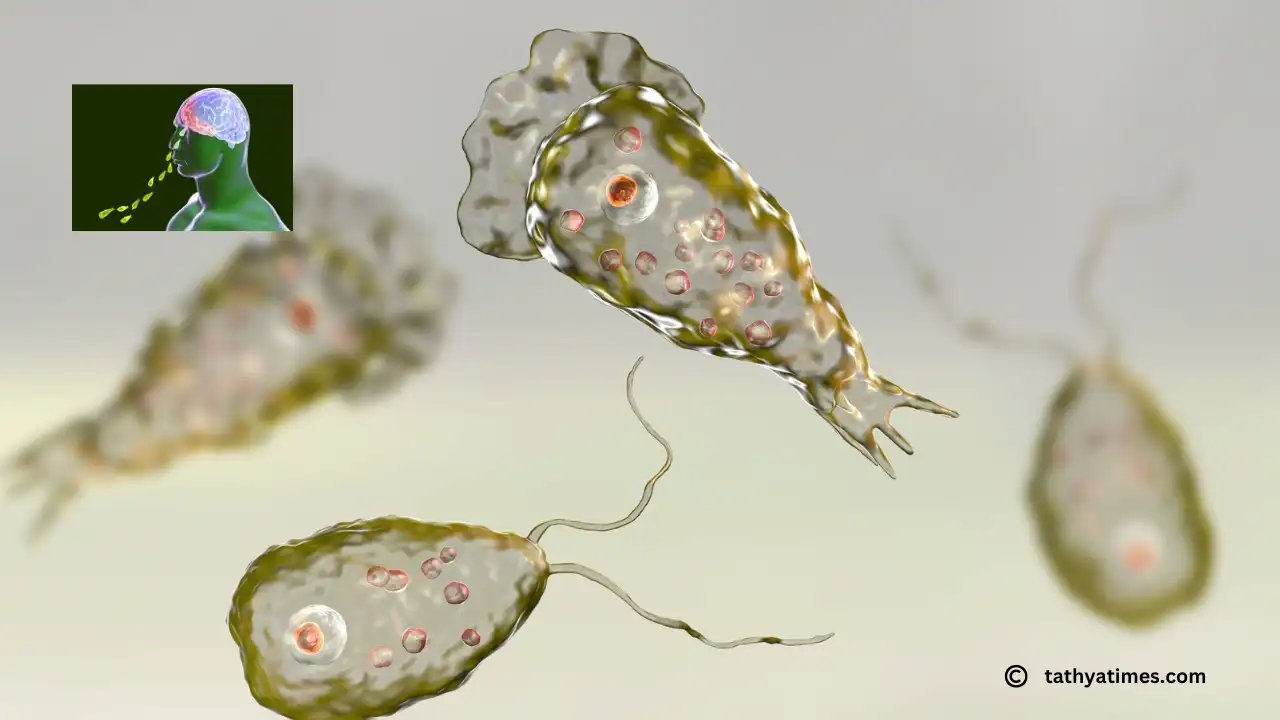 मस्तिष्क में Amoeba Infection : ब्रेन-ईटिंग अमीबा के जानलेवा लक्षण और बचाव की पूरी जानकारी